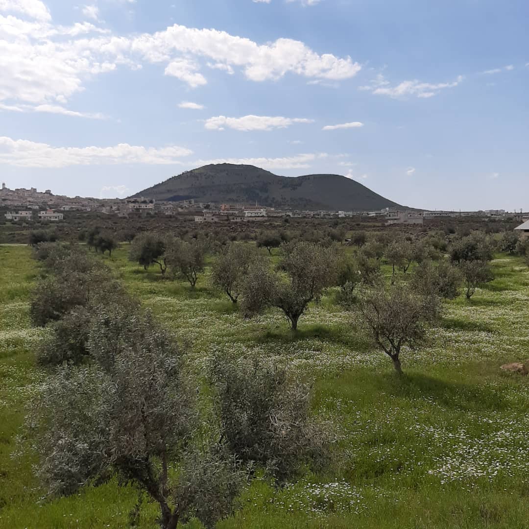 زيتون الحارة